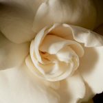 عطر ادکلن اود گاردنیا اریک بوتربو فلورالز - Oud Gardenia Eric Buterbaugh Florals - بررسی، قیمت و خرید