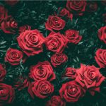 عطر ادکلن رزا آتاراکسیس دو حُنین - Rosa Ataraxis II Hunayn - بررسی، قیمت و خرید