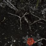 عطر ادکلن کیارا دی سر - Kyara DI SER - بررسی، قیمت و خرید