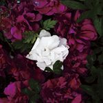 عطر ادکلن شیراگورومو دای سر - Shiragoromo DI SER - بررسی، قیمت و خرید