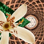 عطر ادکلن مگافلاور هرمتیکا - Megaflower Hermetica - بررسی، قیمت و خرید