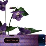 عطر ادکلن وایولت فلیم هاوس آف متریارک - Violet Flame House of Matriarch - بررسی، قیمت و خرید