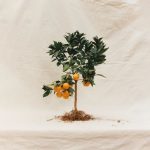عطر ادکلن اسپرینگ ۲۱ فرن - Spring 21 Ffern - بررسی، قیمت و خرید
