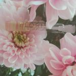 عطر ادکلن چری بلاسم فلوریس - Cherry Blossom Floris - بررسی، قیمت و خرید