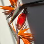 عطر ادکلن بالی پارادایس اسکادا - Bali Paradise Escada - بررسی، قیمت و خرید