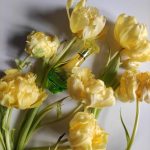 عطر ادکلن فلور دو کاباتین گرس - Fleur de Cabotine Grès - بررسی، قیمت و خرید