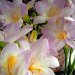 عطر ادکلن کابوتین فلور دیوآر گرس - Cabotine Fleur d’Ivoire Grès - بررسی، قیمت و خرید
