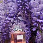 عطر ادکلن میس دیور او دو توالت ۲۰۱۹ دیور - Miss Dior Eau de Toilette 2019 Dior - بررسی، قیمت و خرید