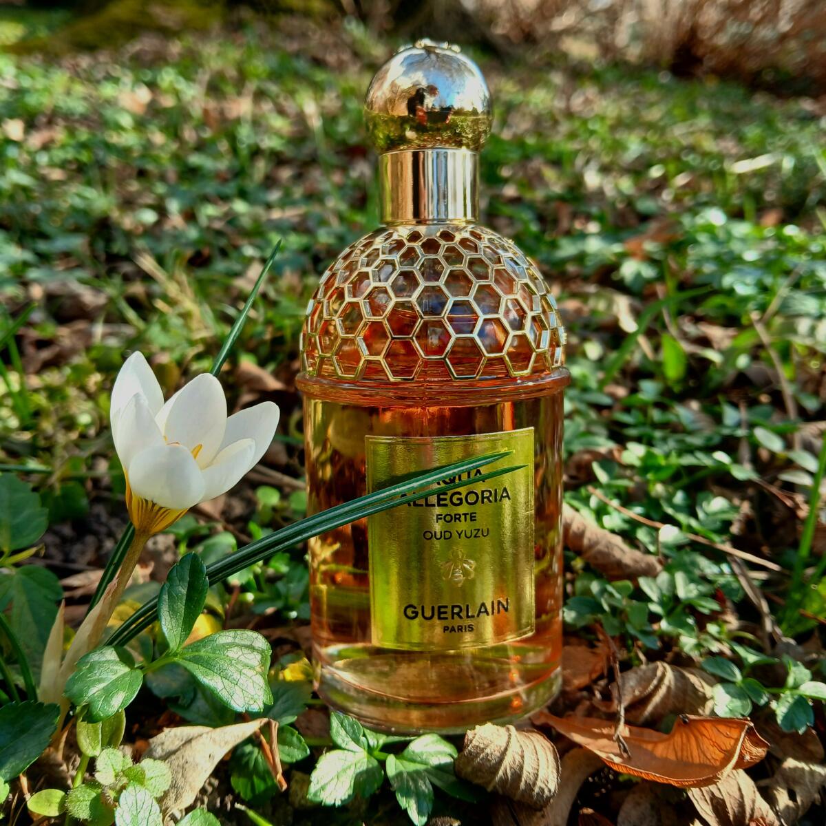 عطر ادکلن آکوا الگوریا فورته عود یوزو گِرلَن - Aqua Allegoria Forte Oud Yuzu Guerlain - بررسی، قیمت و خرید