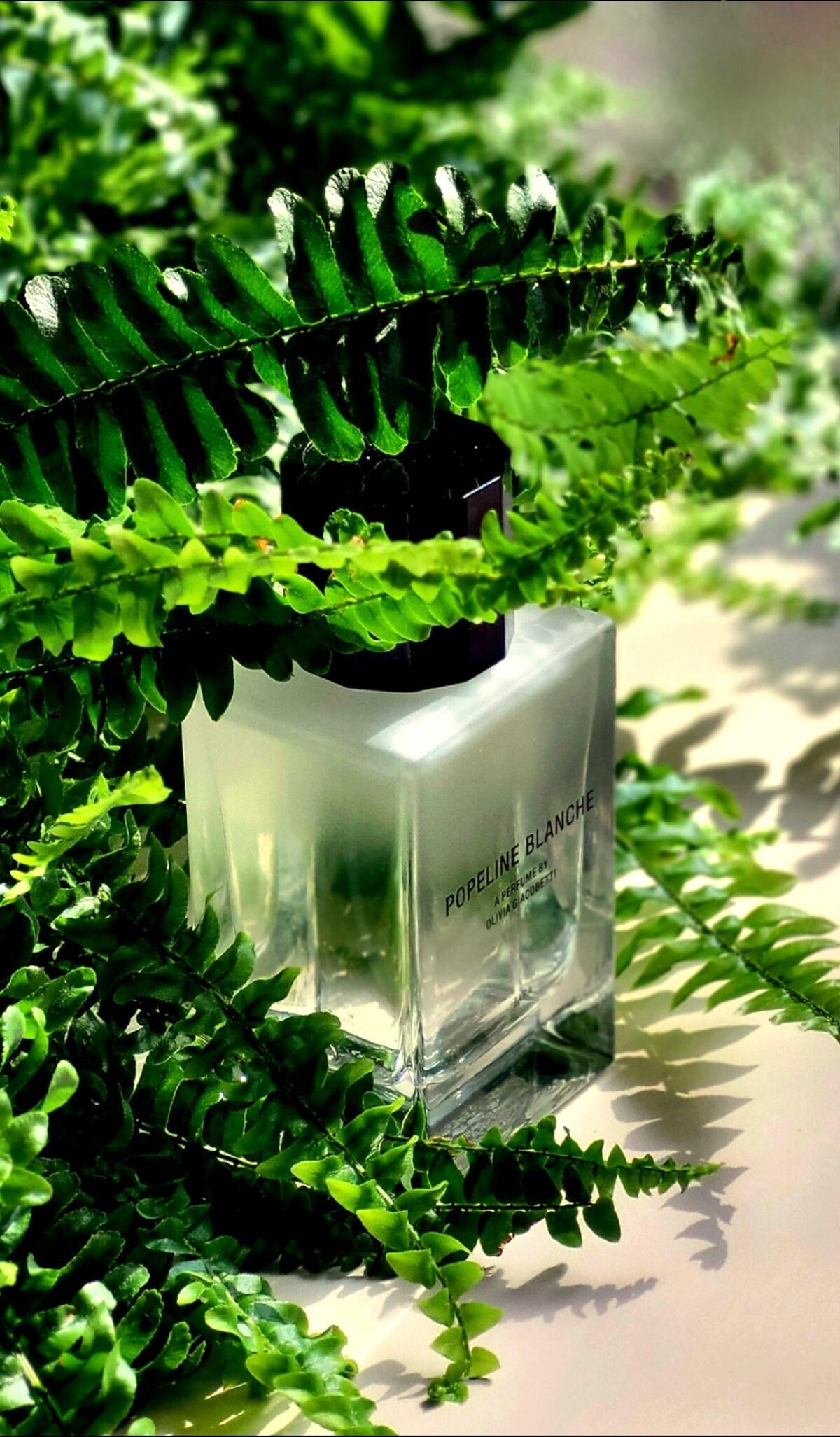 عطر ادکلن پاپلین بلانچ زارا - Popeline Blanche Zara - بررسی، قیمت و خرید