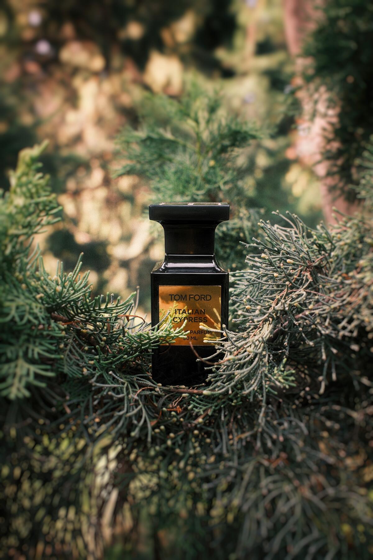 عطر ادکلن ایتالیان سایپرس تام فورد - Italian Cypress Tom Ford - بررسی، قیمت و خرید