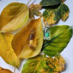 عطر ادکلن اُو دو فلور دو سدرات گرلن - Eau de Fleurs de Cedrat Guerlain - بررسی، قیمت و خرید