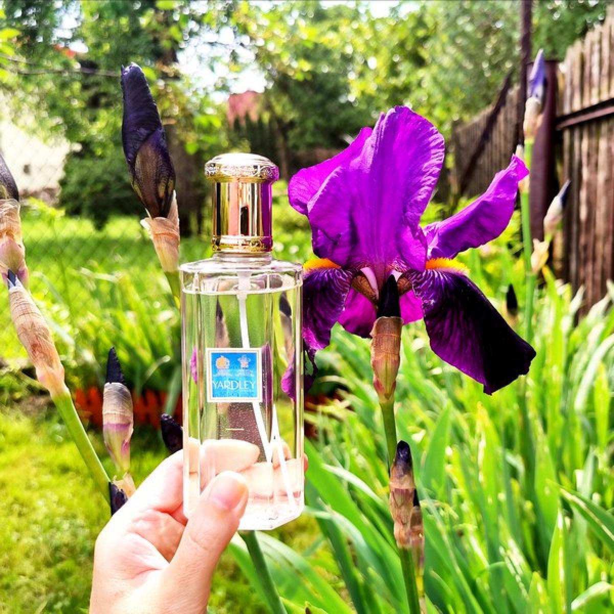 عطر ادکلن آیریس یاردلی - Iris Yardley - بررسی، قیمت و خرید