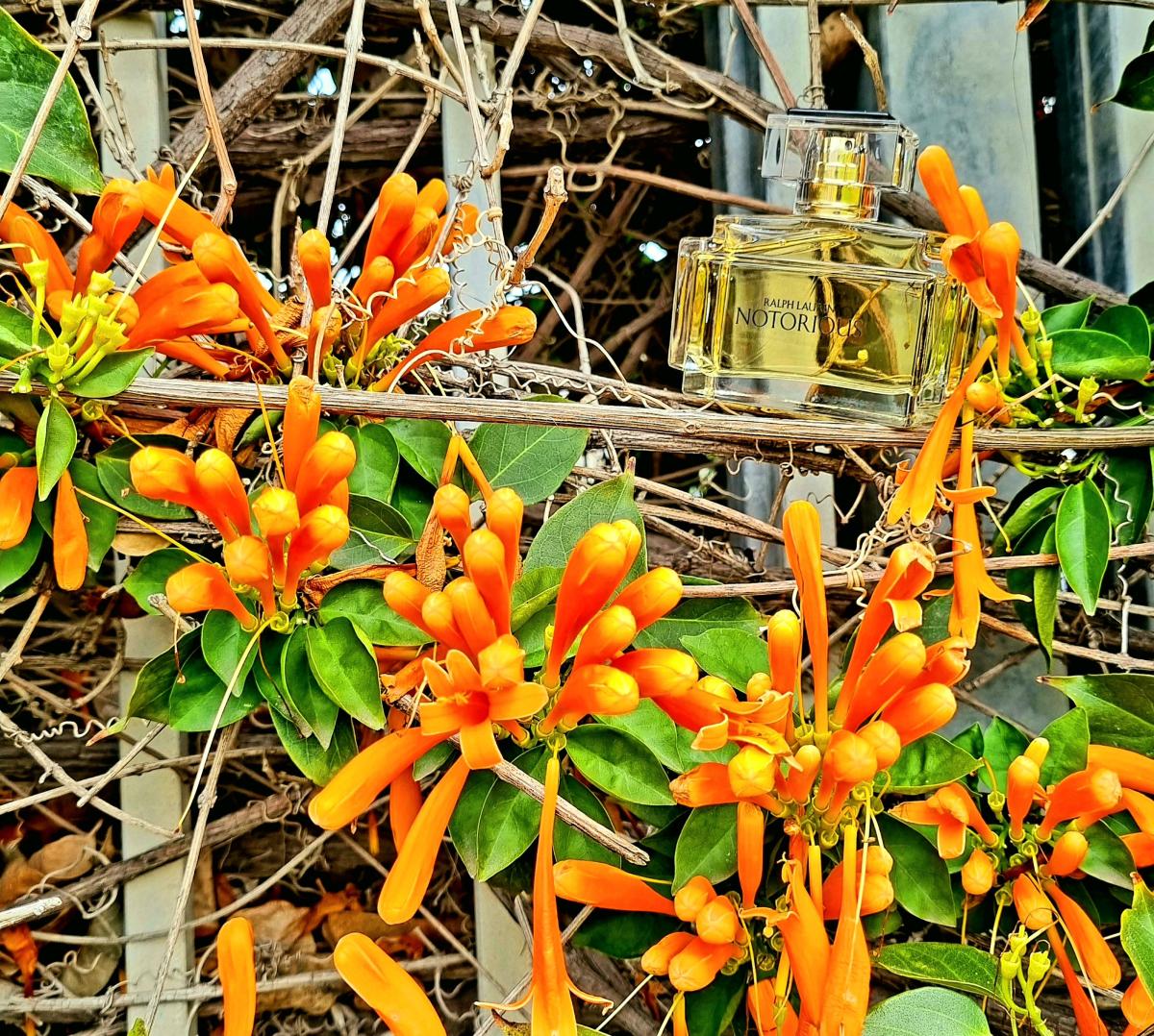 عطر ادکلن نوتوریوس رالف لورن - Notorious Ralph Lauren - بررسی، قیمت و خرید