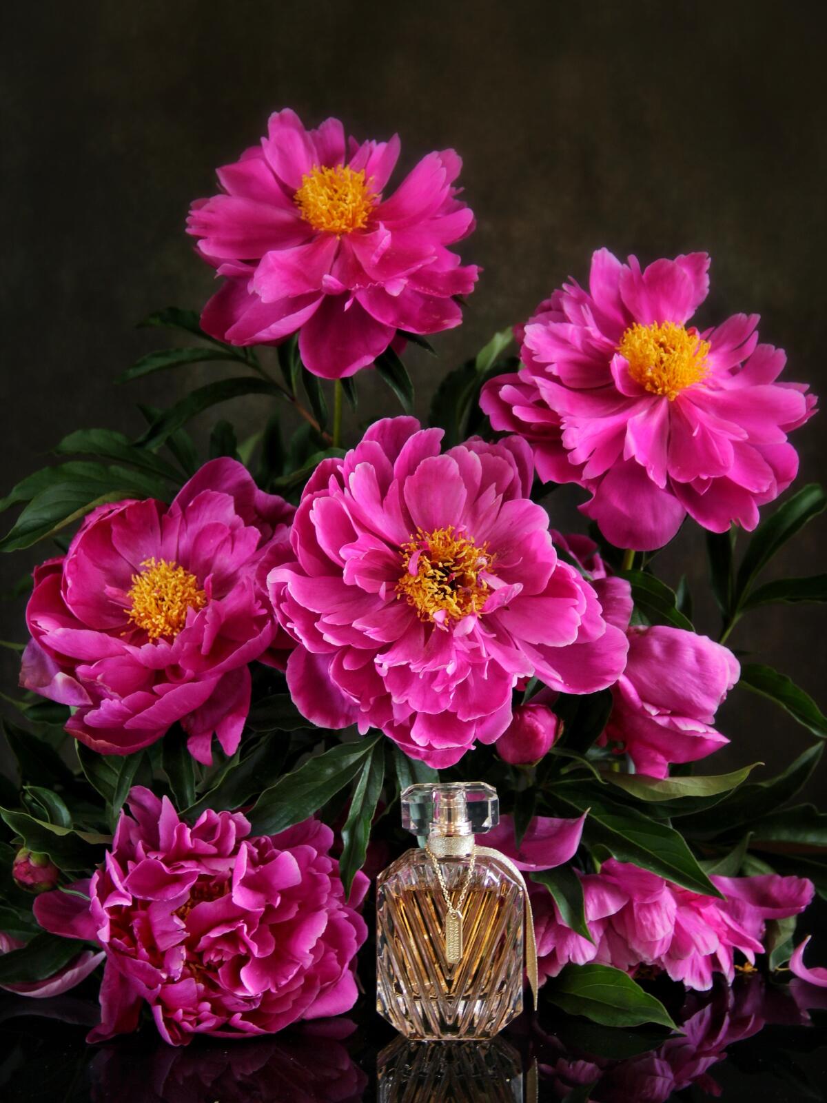 عطر ادکلن بامشل سلبریشن ویکتوریا سیکرت - Bombshell Celebration Victoria's Secret - بررسی، قیمت و خرید