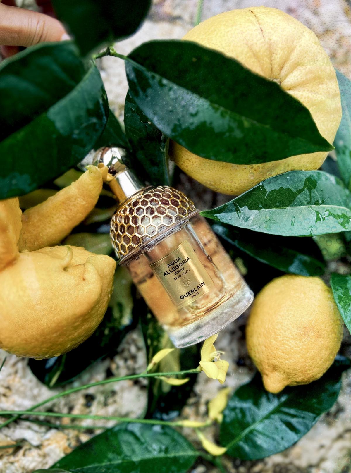 عطر ادکلن آکوا الگوریا فورته عود یوزو گِرلَن - Aqua Allegoria Forte Oud Yuzu Guerlain - بررسی، قیمت و خرید