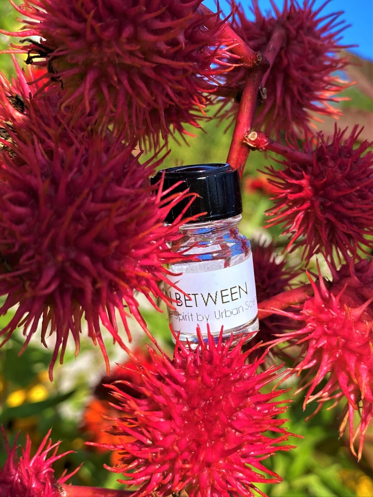 عطر ادکلن این بیتوین اربن سنتس - In Between Urban Scents - بررسی، قیمت و خرید