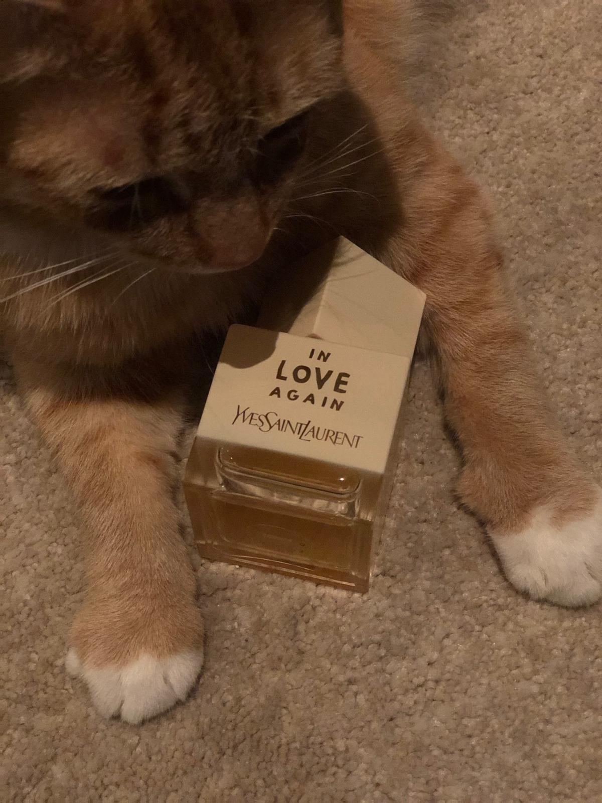 عطر ادکلن لا کالکشن این لاو اگین ایو سن لوران - La Collection In Love Again Yves Saint Laurent - بررسی، قیمت و خرید