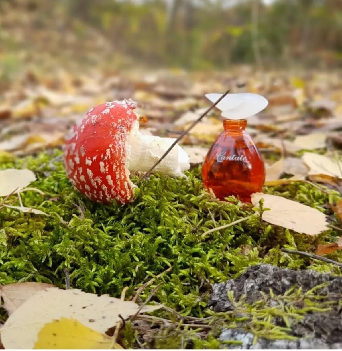 عطر ادکلن کانتاته ایوروشه - Cantate Yves Rocher - بررسی، قیمت و خرید