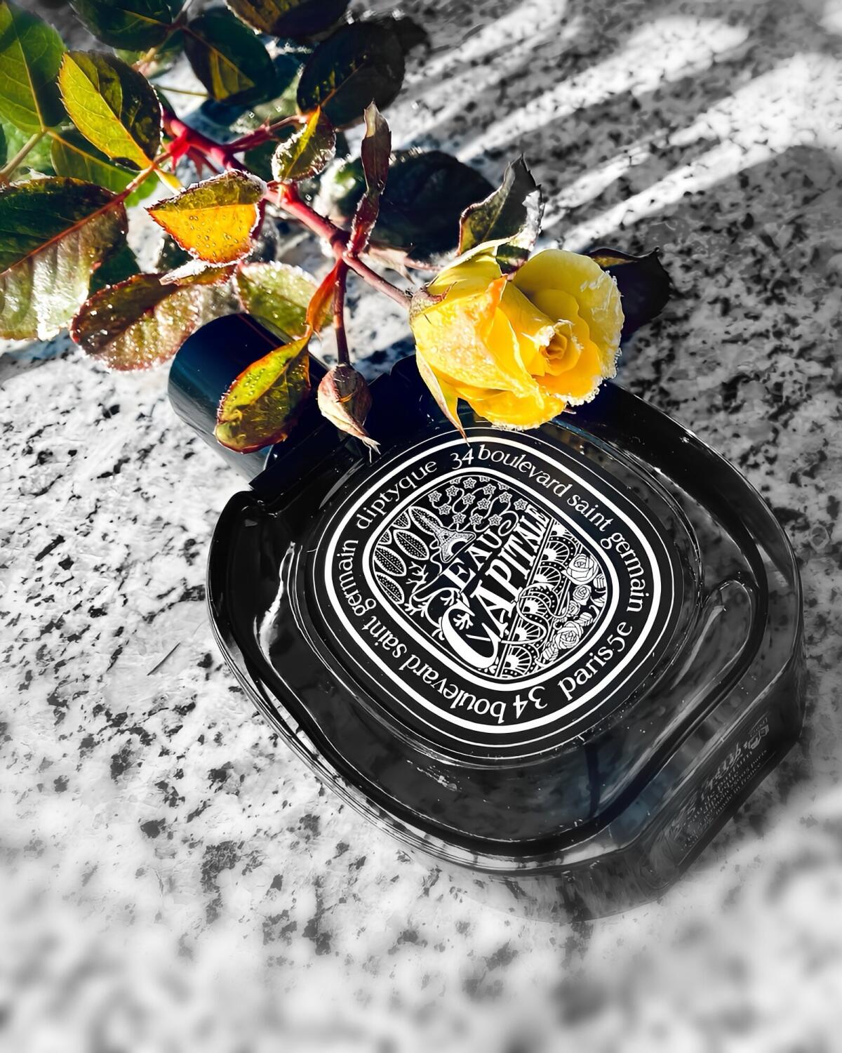 عطر ادکلن او کپیتال او دو پرفیوم دیپتیک - Eau Capitale Eau de Parfum Diptyque - بررسی، قیمت و خرید