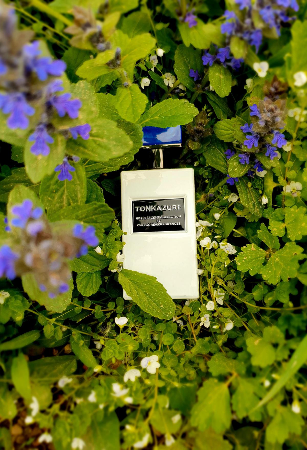 عطر ادکلن تانکازور گالاگر فراگرنسز - Tonkazure Gallagher Fragrances - بررسی، قیمت و خرید