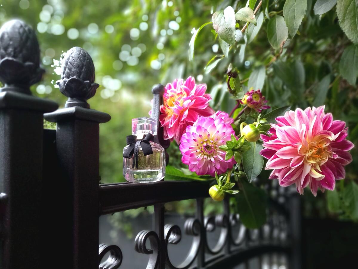عطر ادکلن مان پاریس ایو سن لورن - Mon Paris Yves Saint Laurent - بررسی، قیمت و خرید