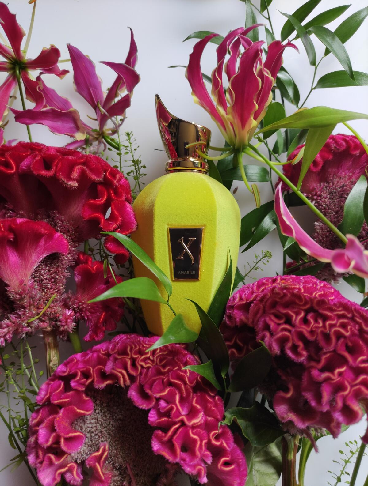 عطر ادکلن امابیل زرجوف - Amabile Xerjoff - بررسی، قیمت و خرید