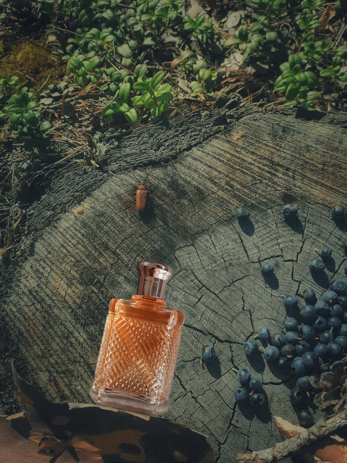 عطر ادکلن سافاری فور من رالف لورن - Safari for Men Ralph Lauren - بررسی، قیمت و خرید