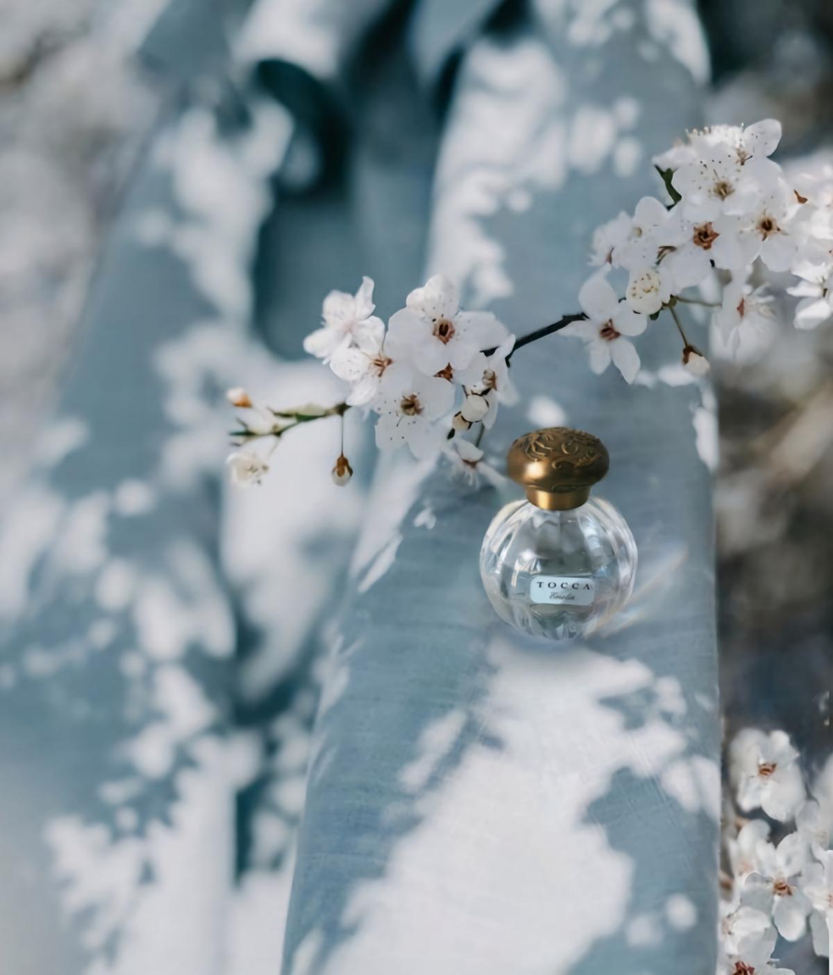 عطر ادکلن امیلیا توکا - Emelia Tocca - بررسی، قیمت و خرید