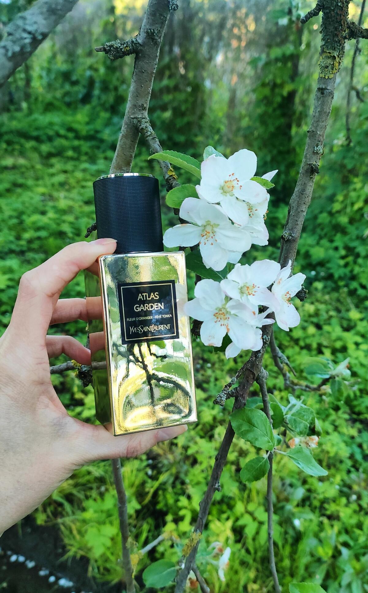 عطر ادکلن اطلس گاردن ایو سن لوران - Atlas Garden Yves Saint Laurent - بررسی، قیمت و خرید