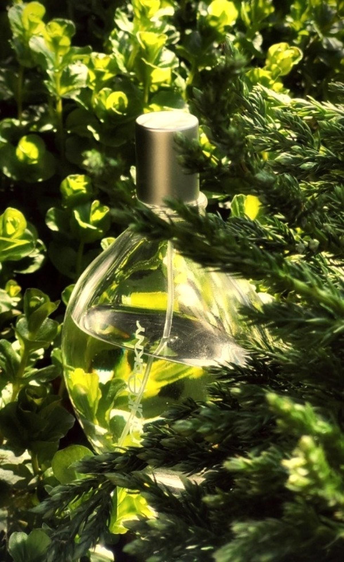 عطر ادکلن پیور دک ان وای وربنا دانا کارن - Pure DKNY Verbena Donna Karan - بررسی، قیمت و خرید