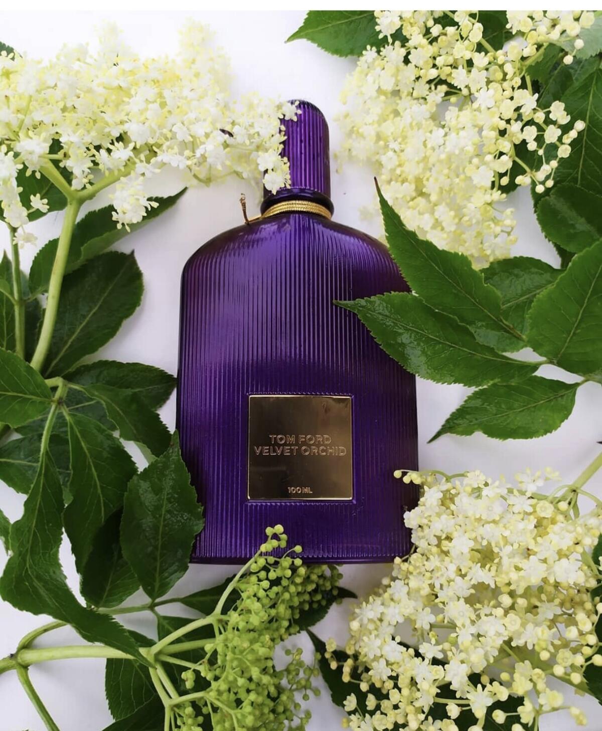 عطر ادکلن ولوت ارکید تام فورد - Velvet Orchid Tom Ford - بررسی، قیمت و خرید