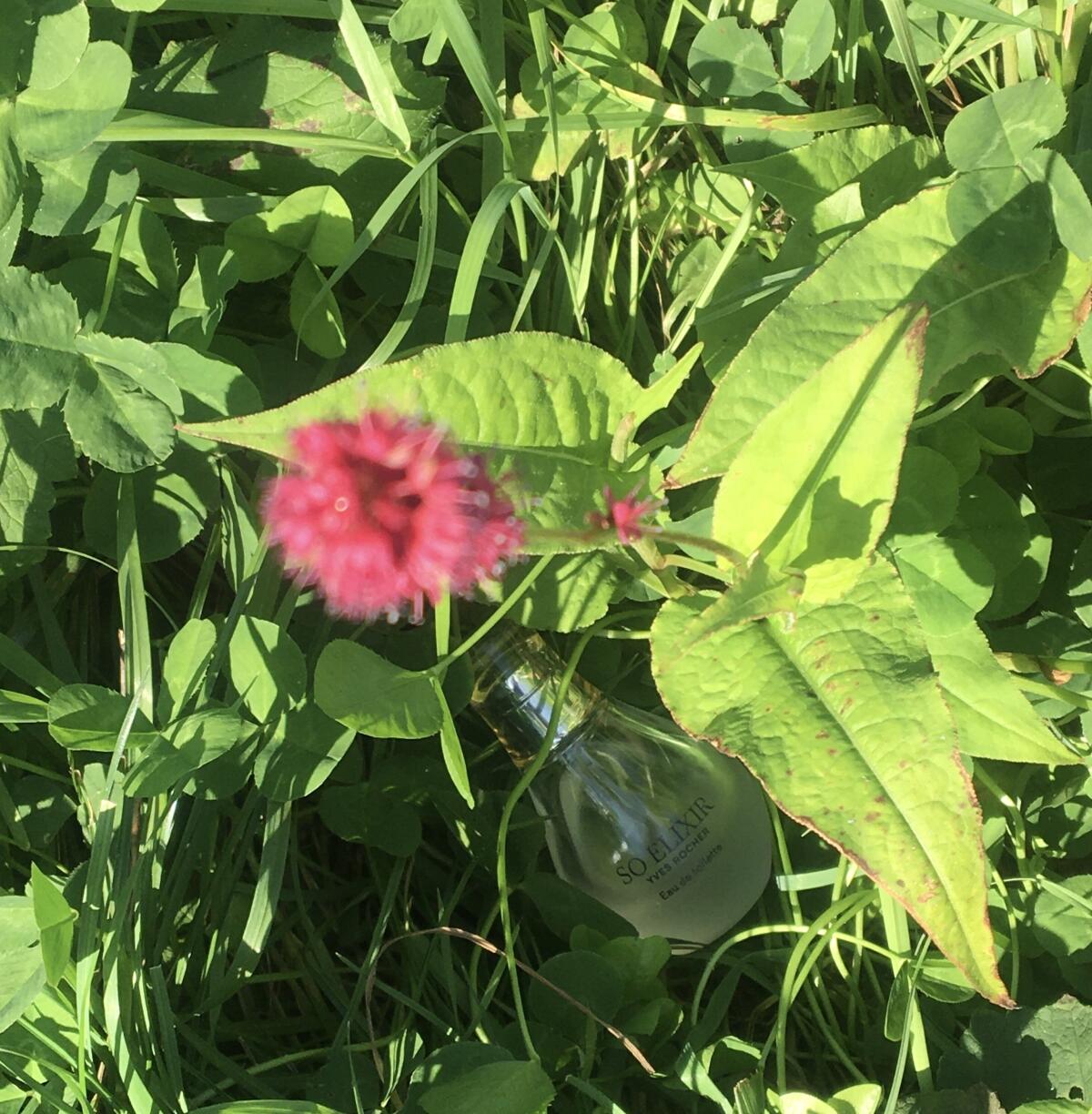 عطر ادکلن سو الیکسیر او دو تویلت ایو روشه - So Elixir Eau de Toilette Yves Rocher - بررسی، قیمت و خرید