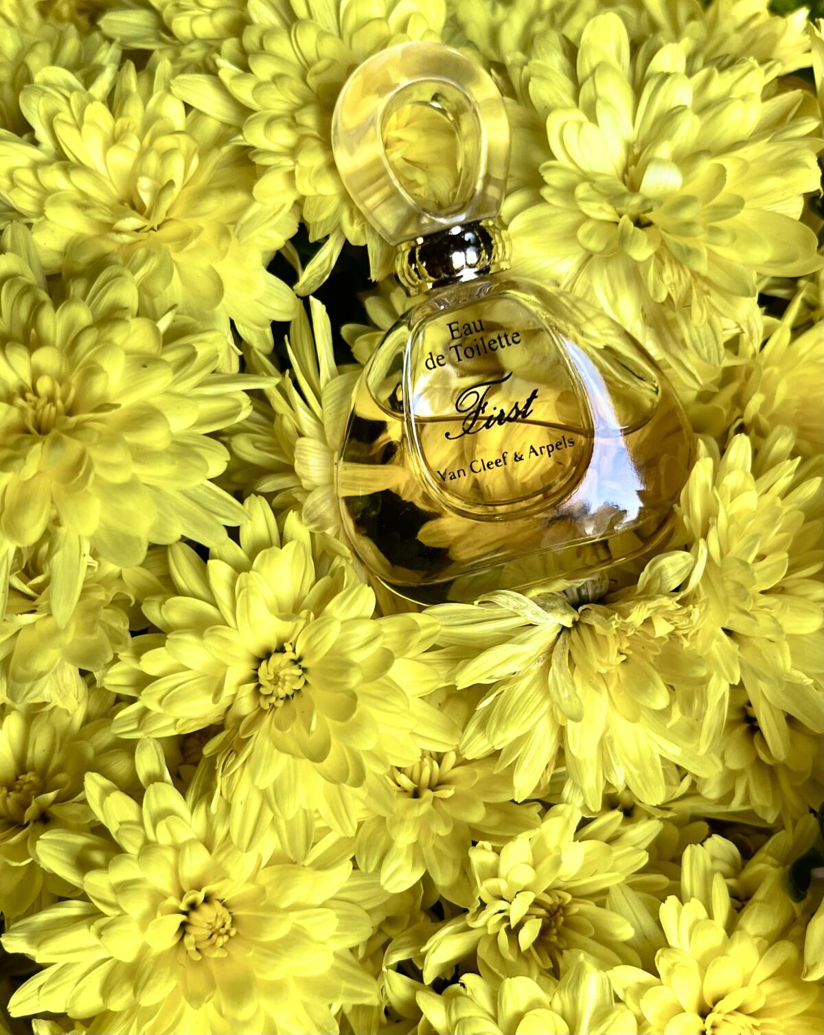 عطر ادکلن فرست ون کلیف اند آرپلس - First Van Cleef & Arpels - بررسی، قیمت و خرید
