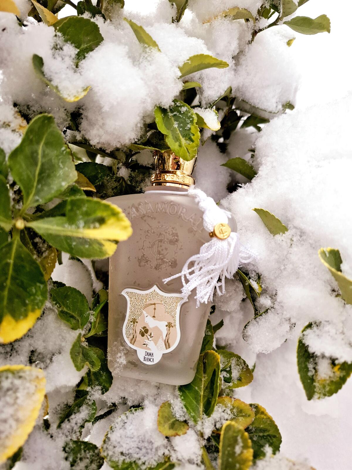عطر ادکلن داما بیانکا زرجوف - Dama Bianca Xerjoff - بررسی، قیمت و خرید