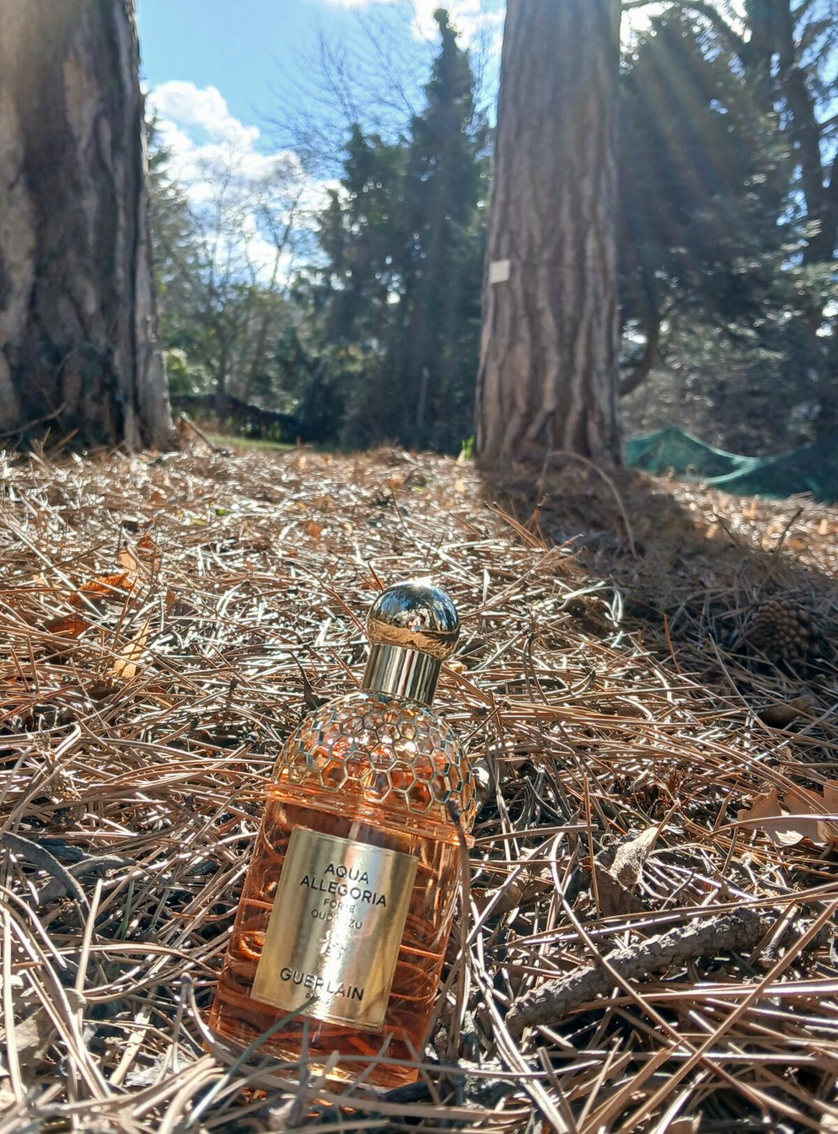 عطر ادکلن آکوا الگوریا فورته عود یوزو گِرلَن - Aqua Allegoria Forte Oud Yuzu Guerlain - بررسی، قیمت و خرید