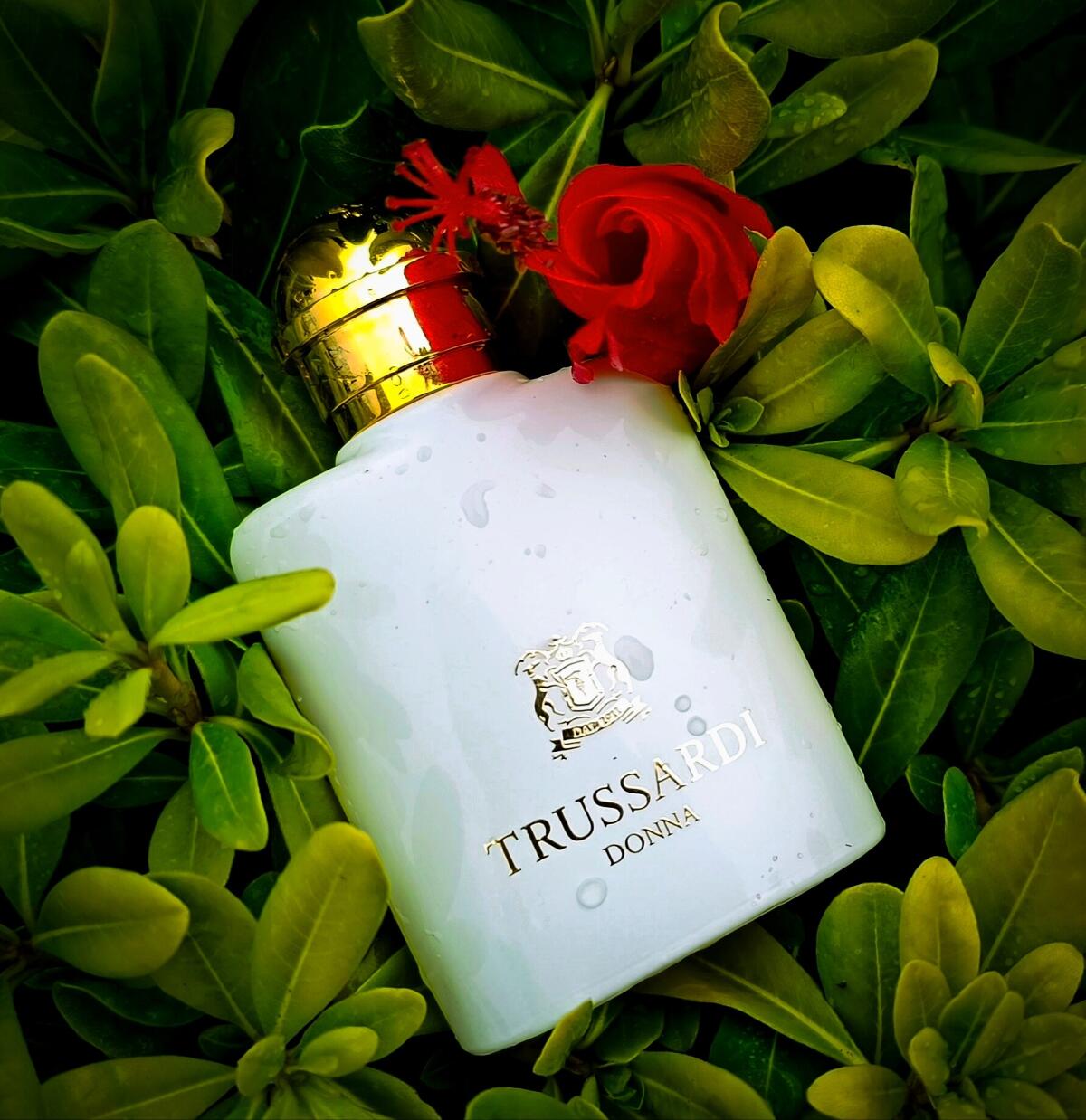 عطر ادکلن ترساردی دونا ترساردی - Trussardi Donna (2011) Trussardi - بررسی، قیمت و خرید