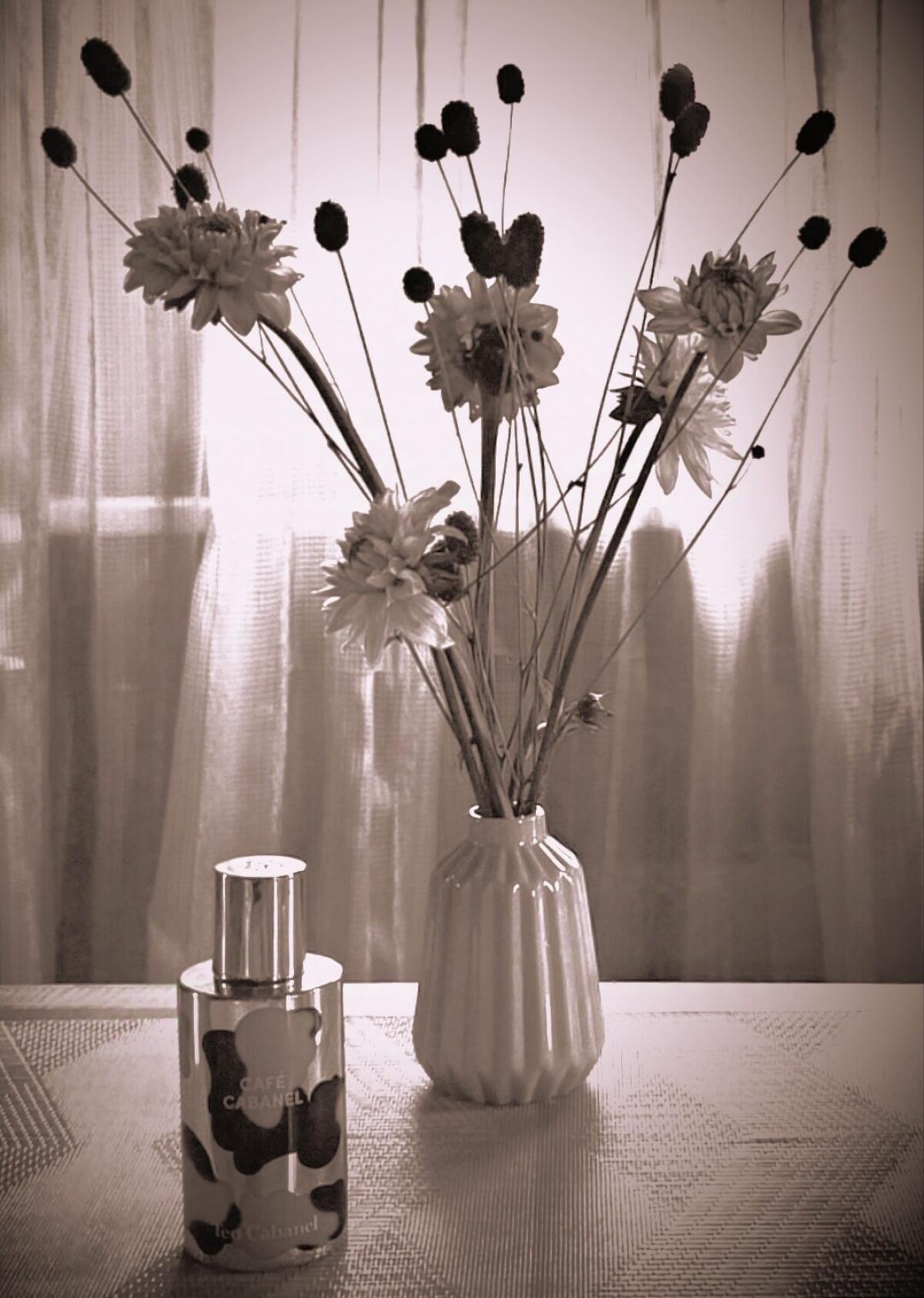 عطر ادکلن کافه کابانل تئو کابانل - Café Cabanel Teo Cabanel - بررسی، قیمت و خرید