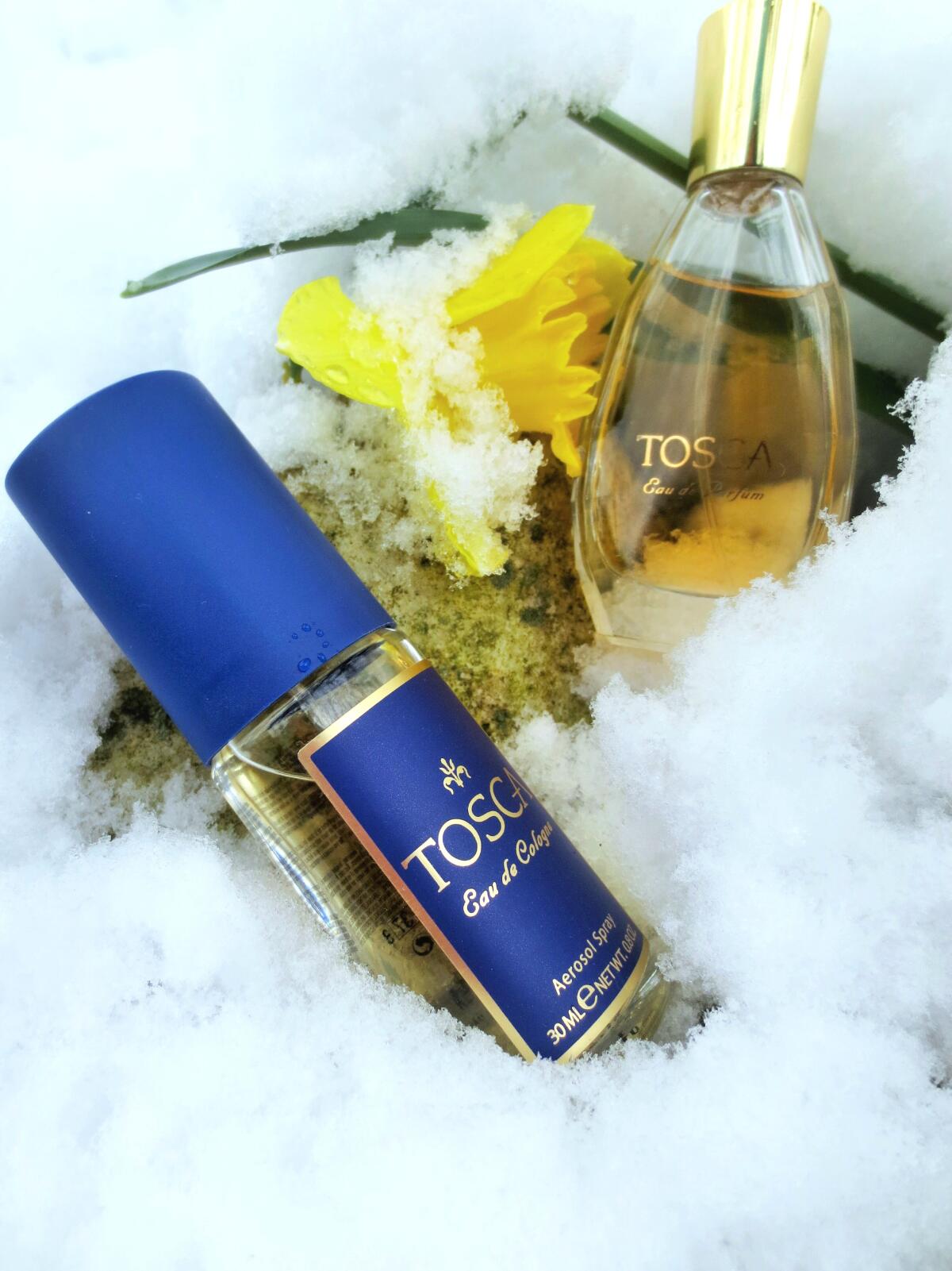 عطر ادکلن توسکا توسکا - Tosca Tosca - بررسی، قیمت و خرید