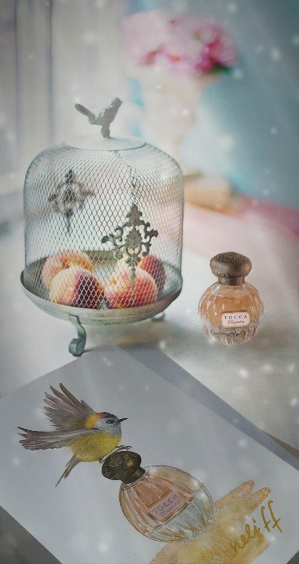 عطر ادکلن کلئوپاترا توکا - Cleopatra Tocca - بررسی، قیمت و خرید