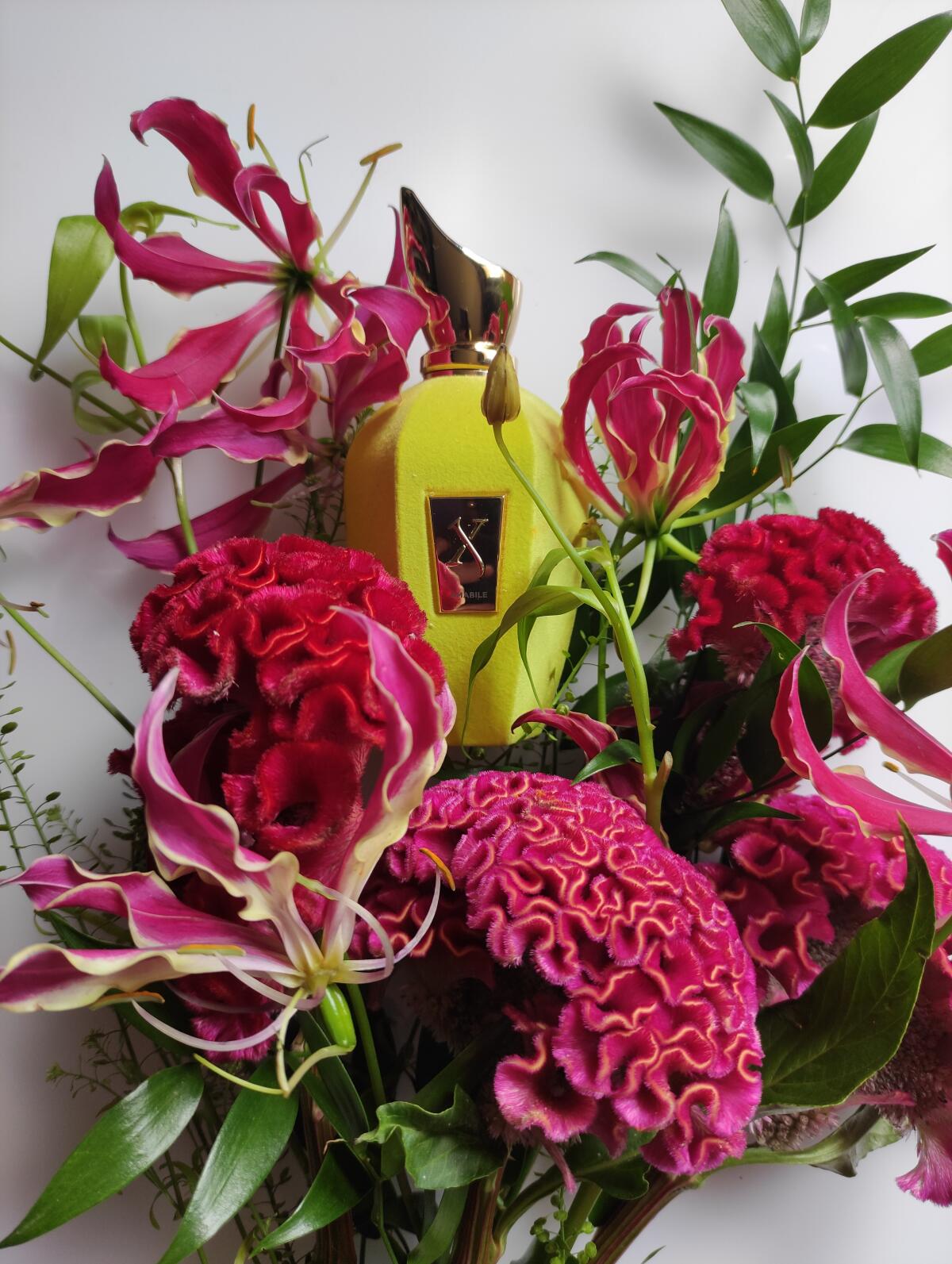 عطر ادکلن امابیل زرجوف - Amabile Xerjoff - بررسی، قیمت و خرید