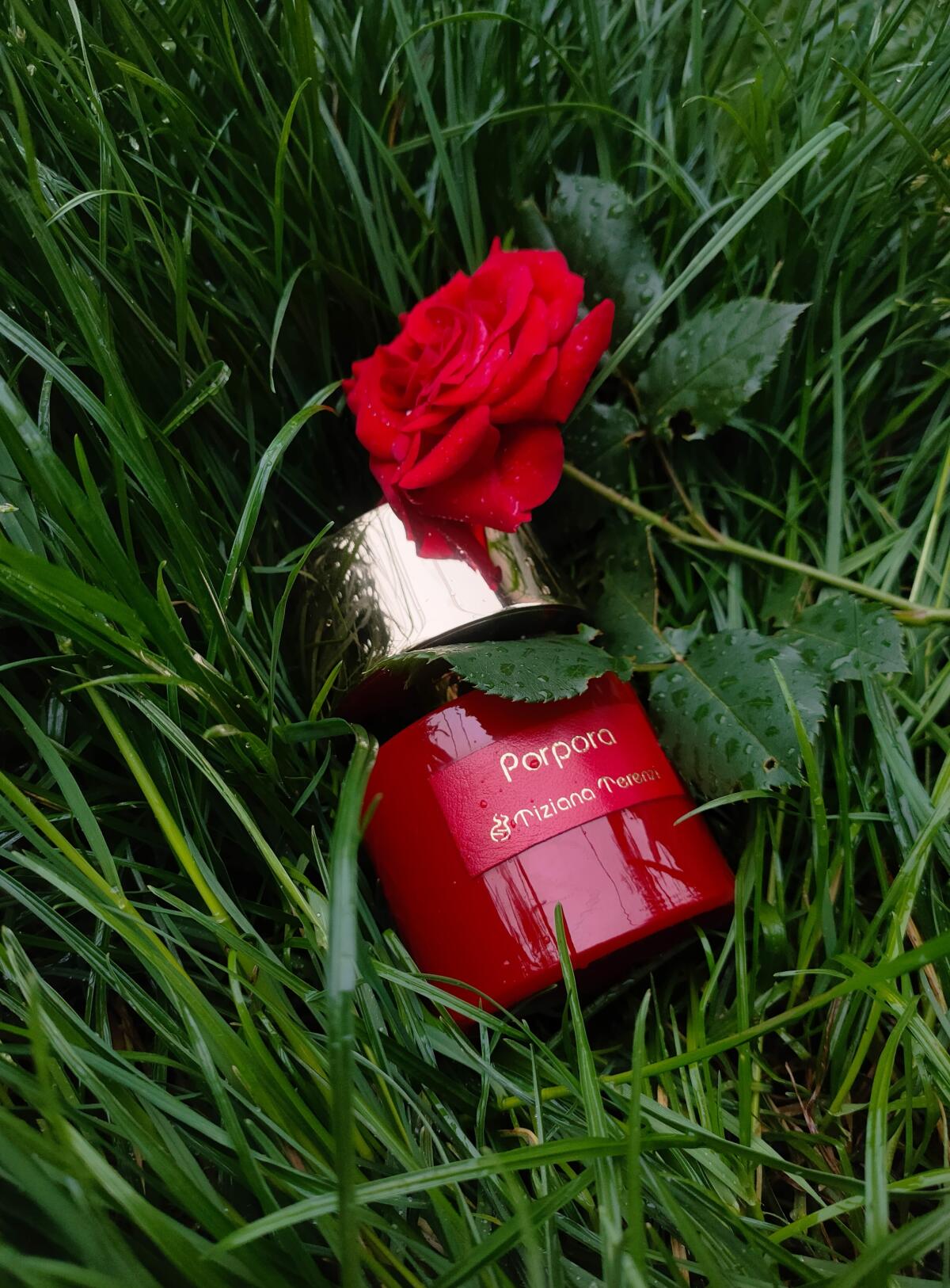 عطر ادکلن پورپورا تیزیانا ترنزی - Porpora Tiziana Terenzi - بررسی، قیمت و خرید