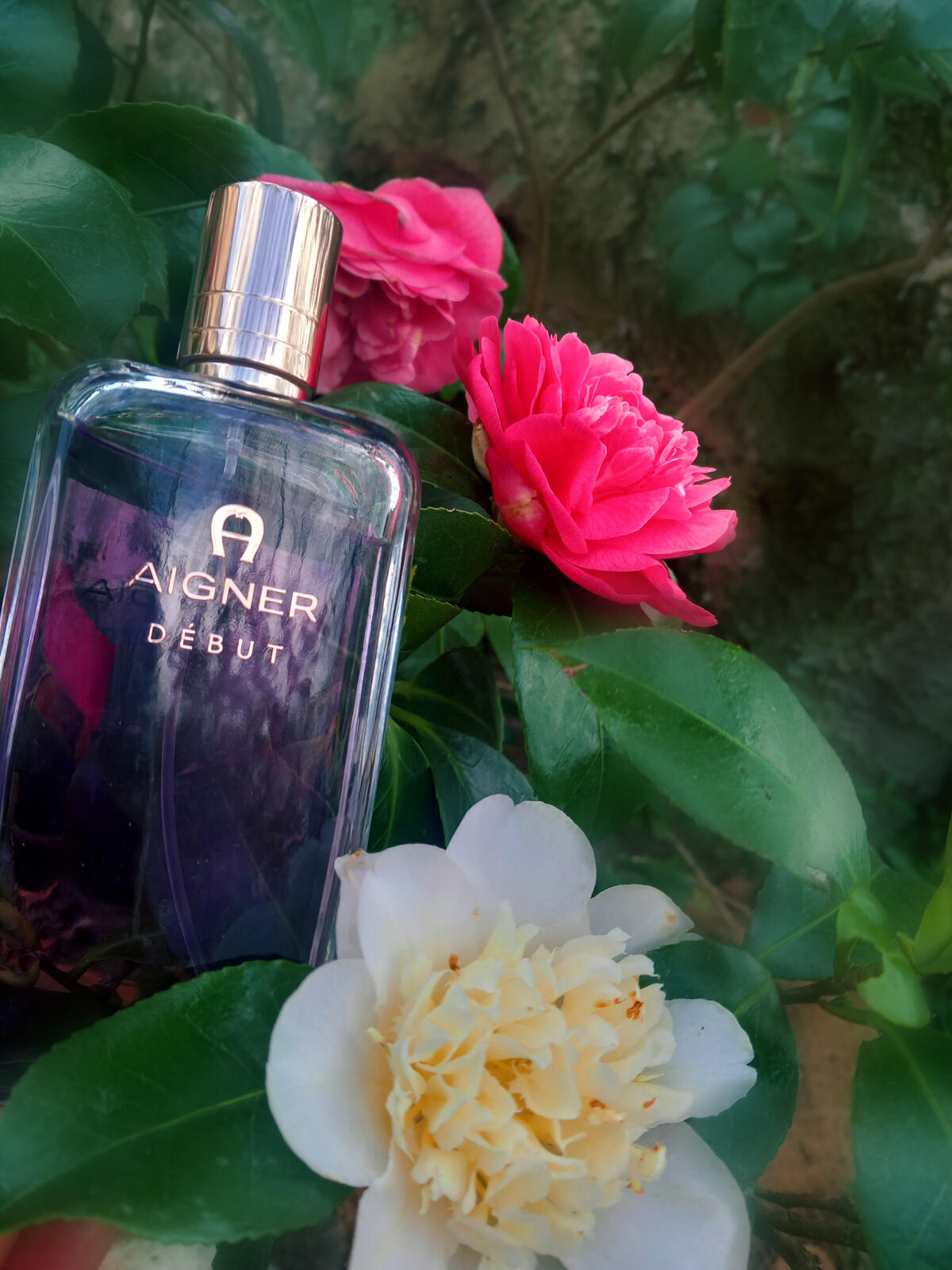 عطر ادکلن دِبیو اِتین آینگر - Debut Etienne Aigner - بررسی، قیمت و خرید