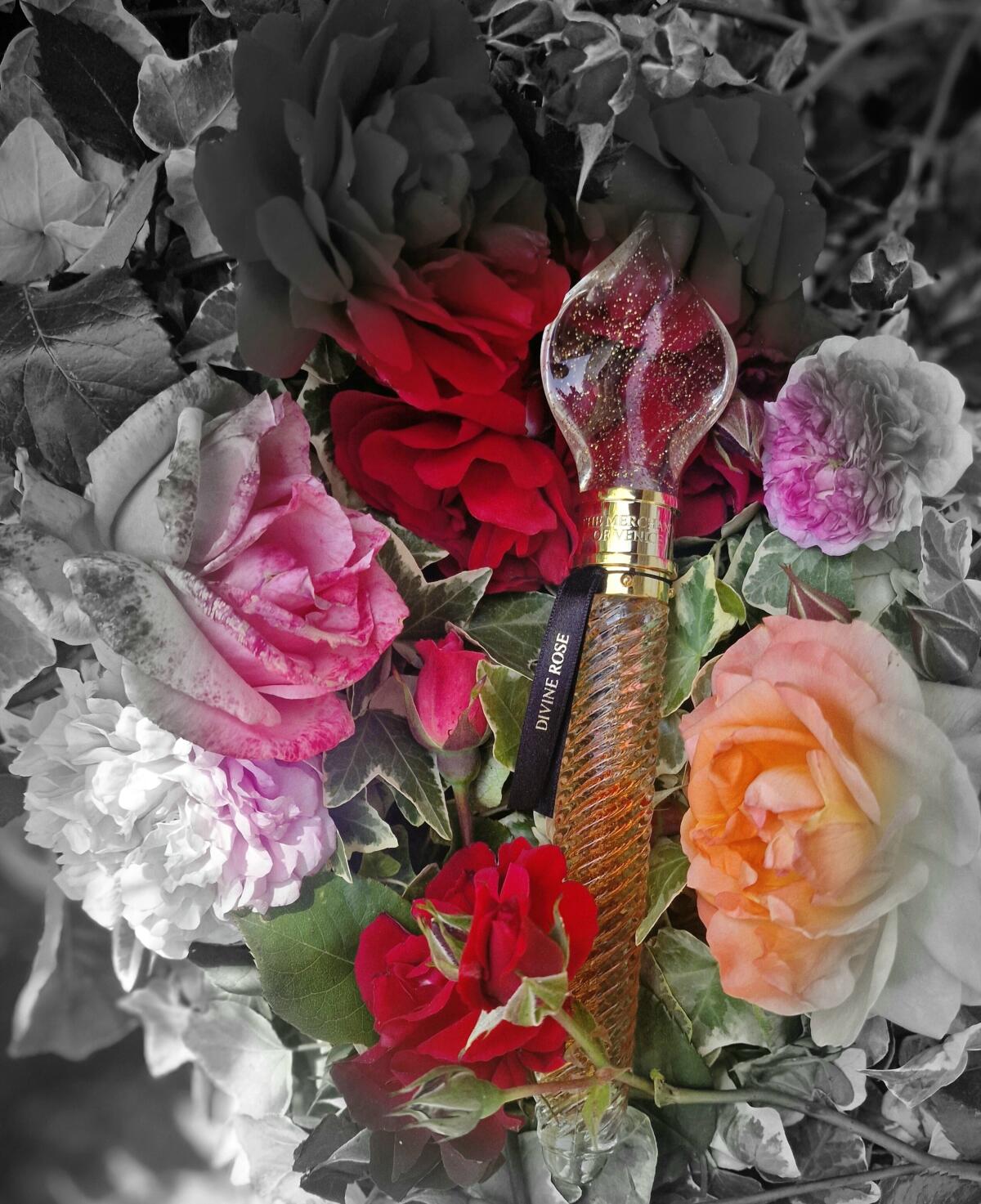عطر ادکلن دی‌واین رز ده مرچنت آو ونیز - Divine Rose The Merchant of Venice - بررسی، قیمت و خرید