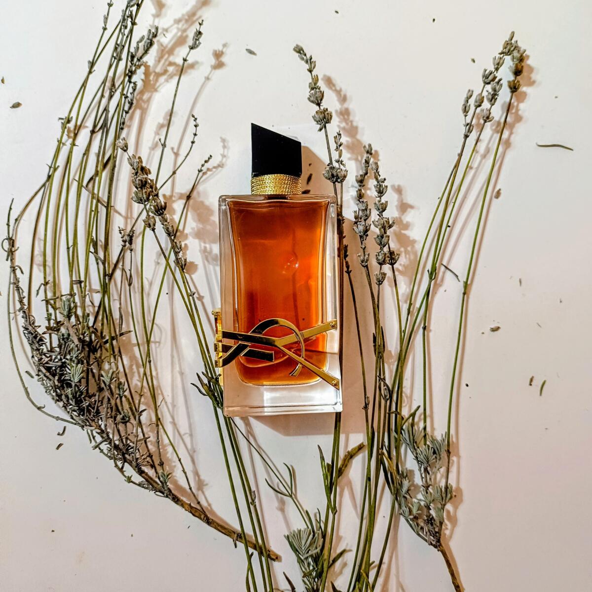 عطر ادکلن لیبره اینتنس ایو سن لوران - Libre Intense Yves Saint Laurent - بررسی، قیمت و خرید