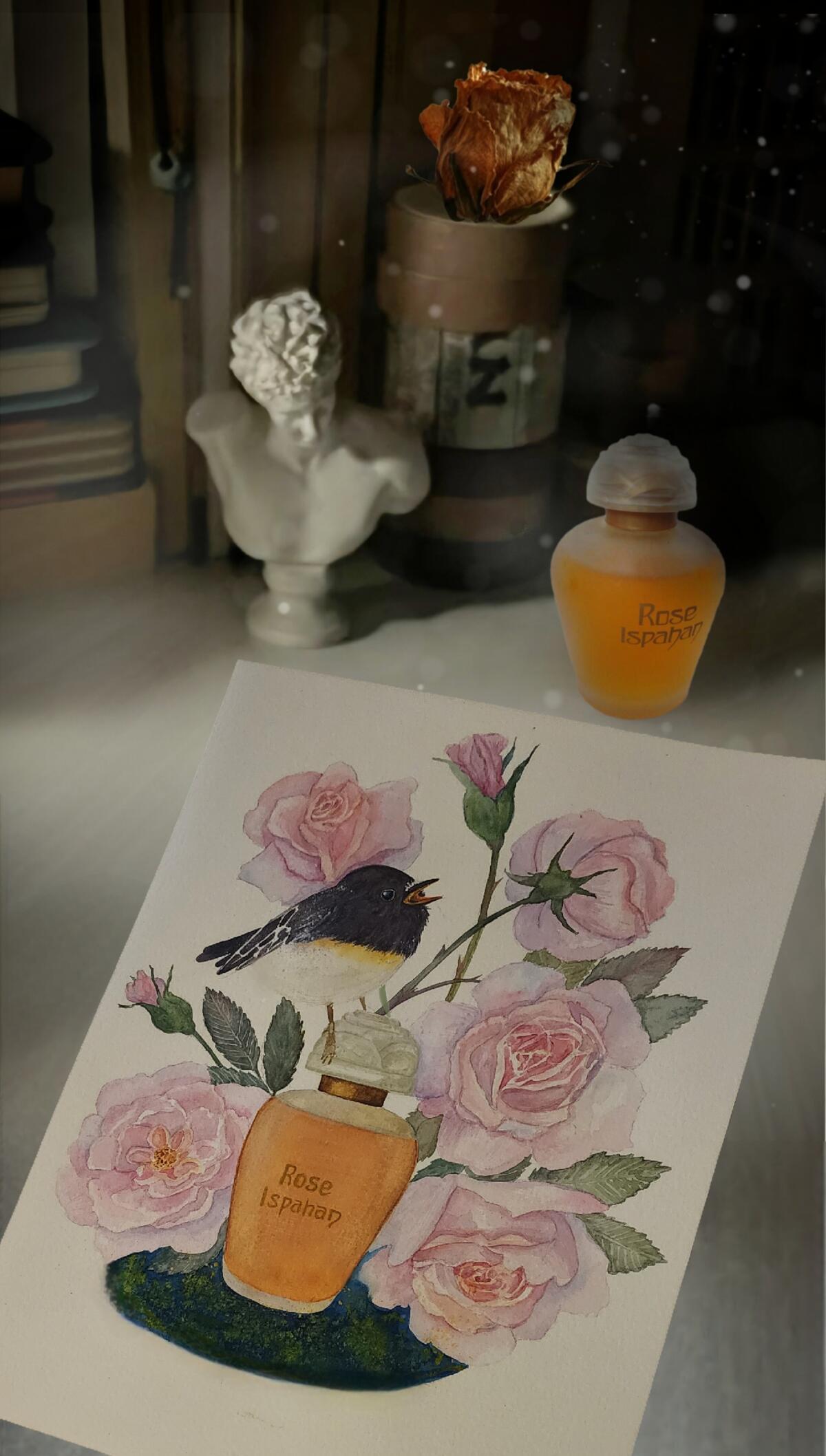 عطر ادکلن رز اصفهان ایوز روشه - Rose Ispahan Yves Rocher - بررسی، قیمت و خرید