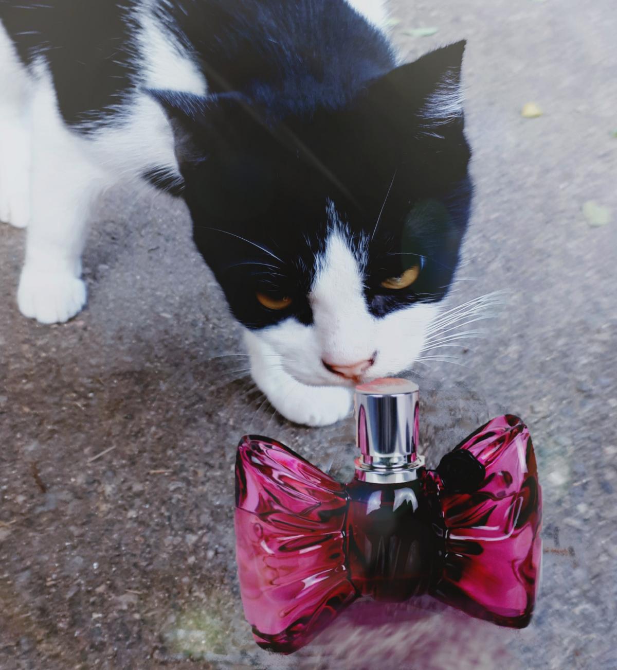 عطر ادکلن بونبون کوتور ویکتور اند رولف - Bonbon Couture Viktor&Rolf - بررسی، قیمت و خرید