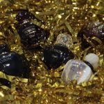 عطر ادکلن پویزن گرل دیور - Poison Girl Dior - بررسی، قیمت و خرید