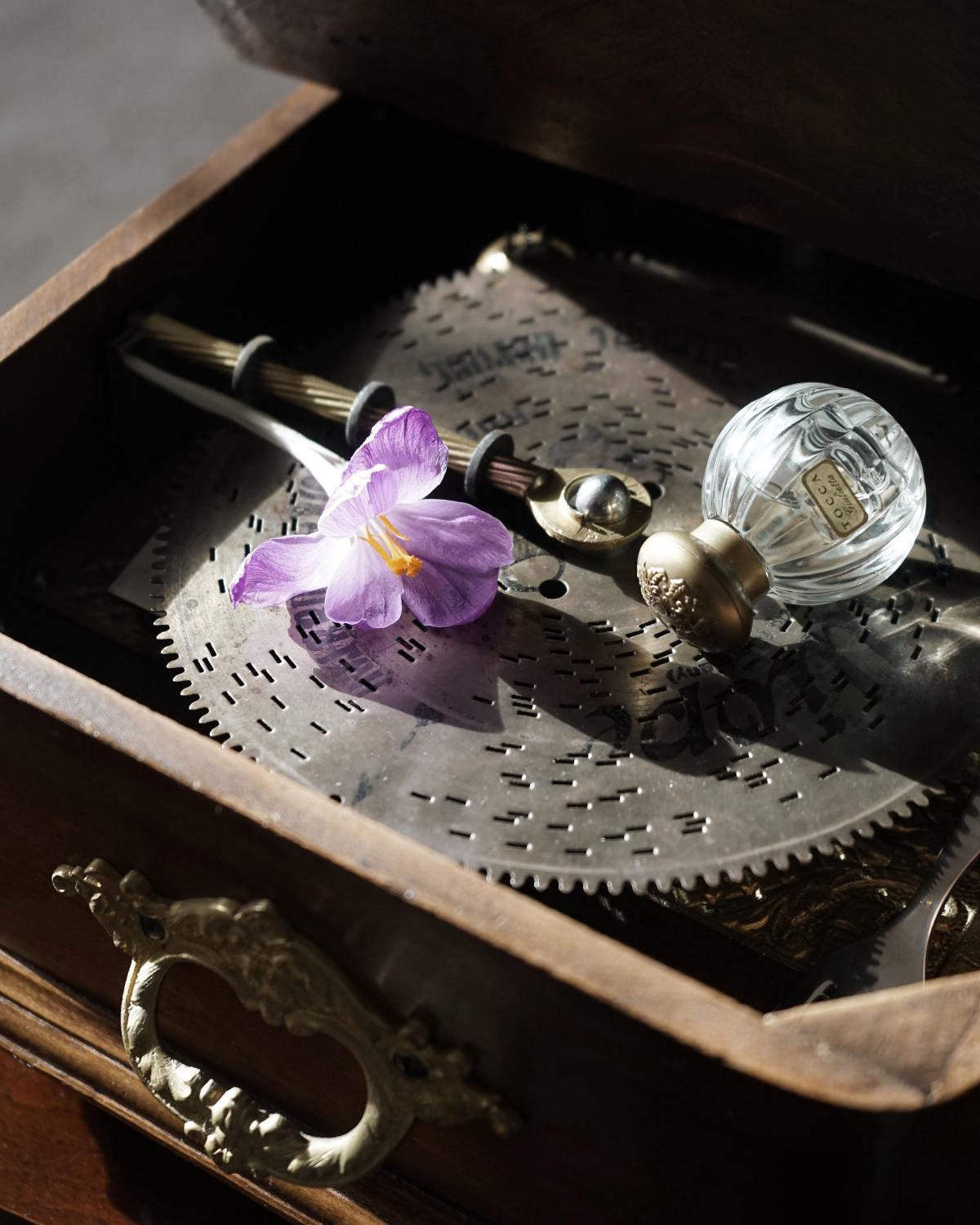 عطر ادکلن جولیتا توکا - Giulietta Tocca - بررسی، قیمت و خرید