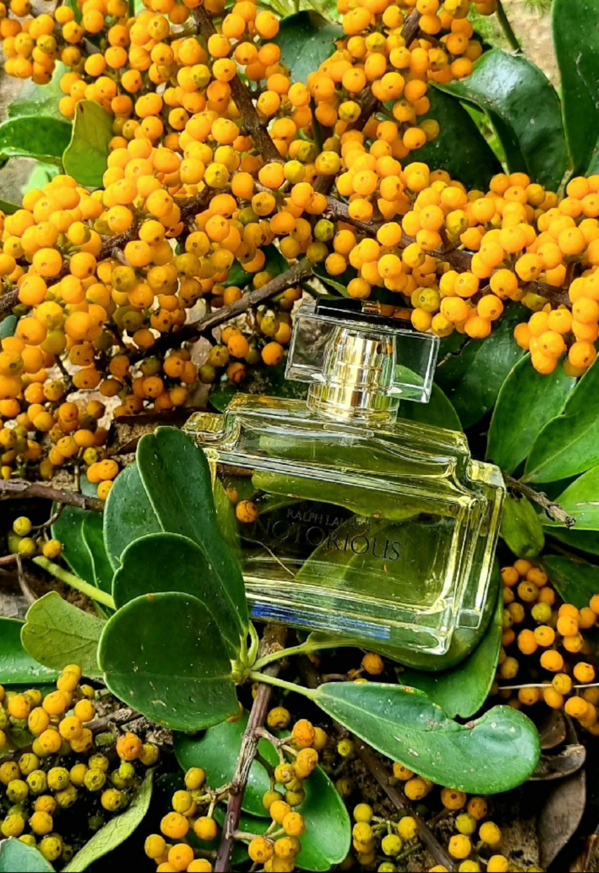 عطر ادکلن نوتوریوس رالف لورن - Notorious Ralph Lauren - بررسی، قیمت و خرید